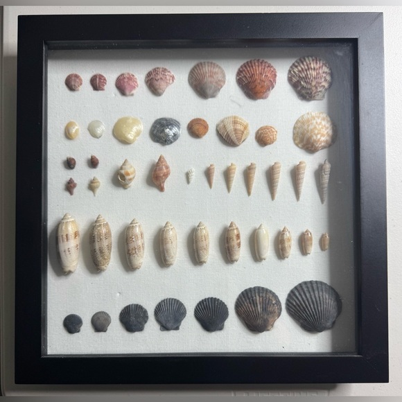 Other - Seashell Wall Art Beach Home Decor